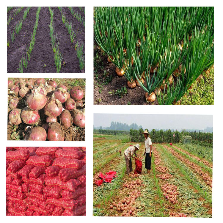 Liliaceous Vegetables Product Type and Fresh Style Red Onions
