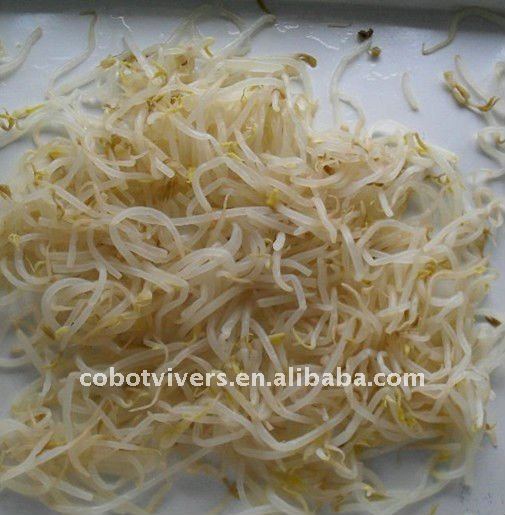 Canned bean sprout with low pricing