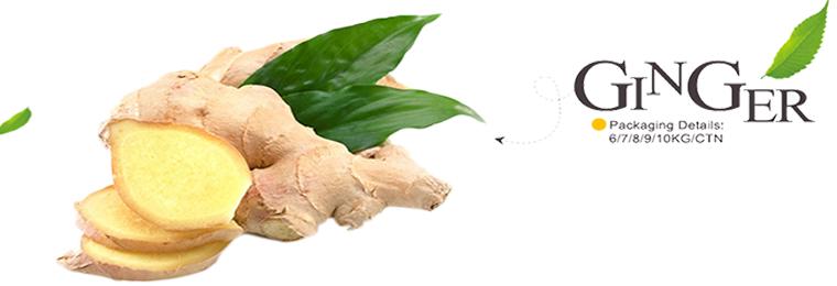 Hot sales fresh mature buyer of chinese ginger