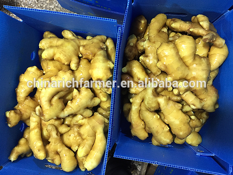 Hot sales fresh mature buyer of chinese ginger
