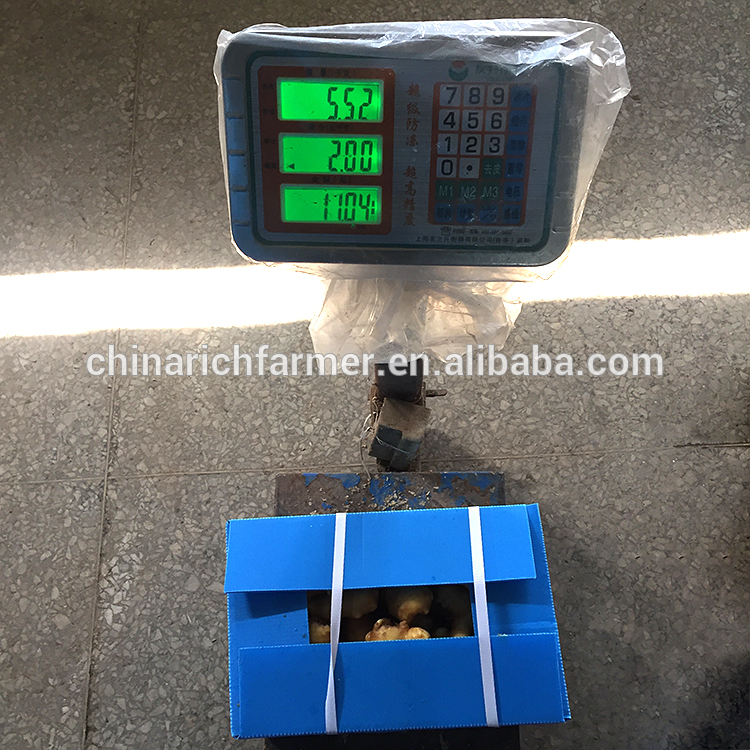 Hot sales fresh mature buyer of chinese ginger