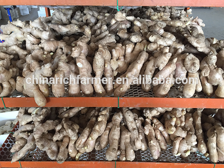 New China export fresh good dried yellow ginger on the market