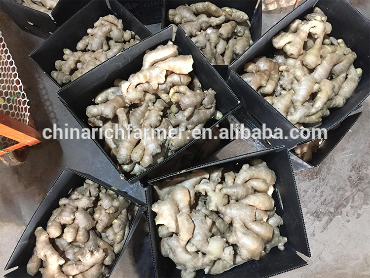 New crop best quality chinese supplier of dried ginger on sales