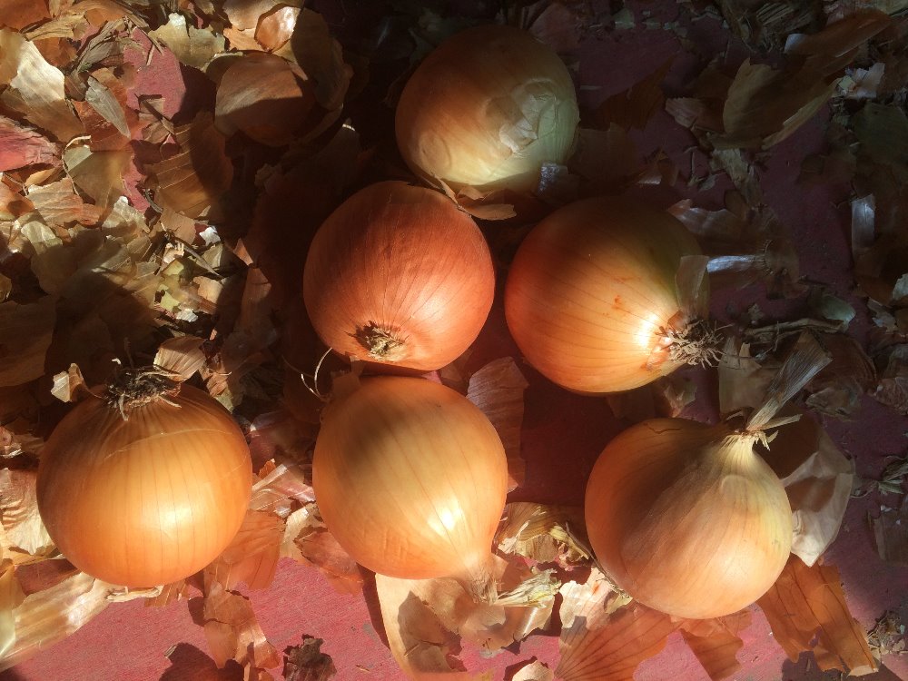 Fresh Red Onion For sale From China