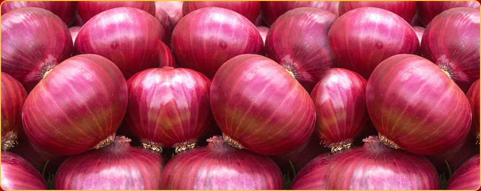 red onion export quality