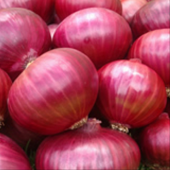 Fresh - Onion - Red