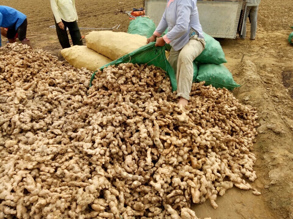Fresh Ginger from Vietnam