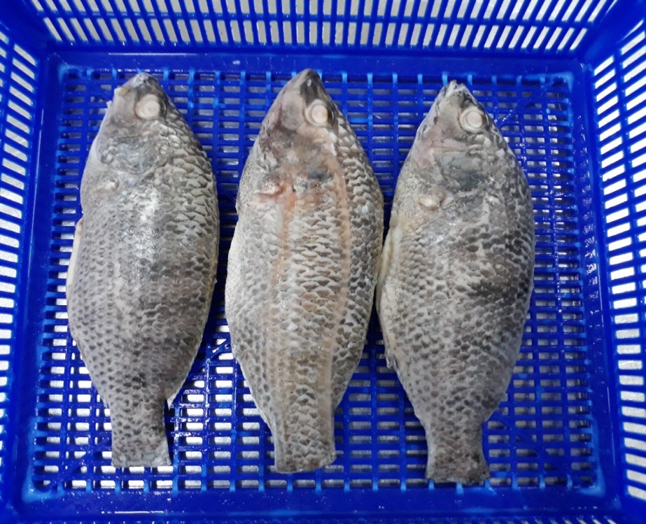 FROZEN IQF TILAPIA GGS FROM VIETNAM