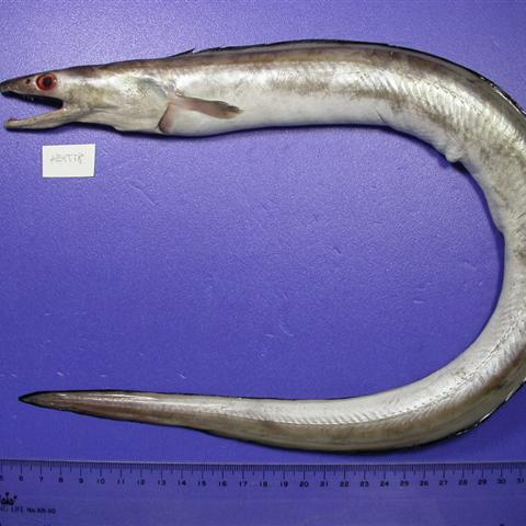 High Quality Daggertooth Pike Conger Eel Fish from Vietnam,Vietnam ...