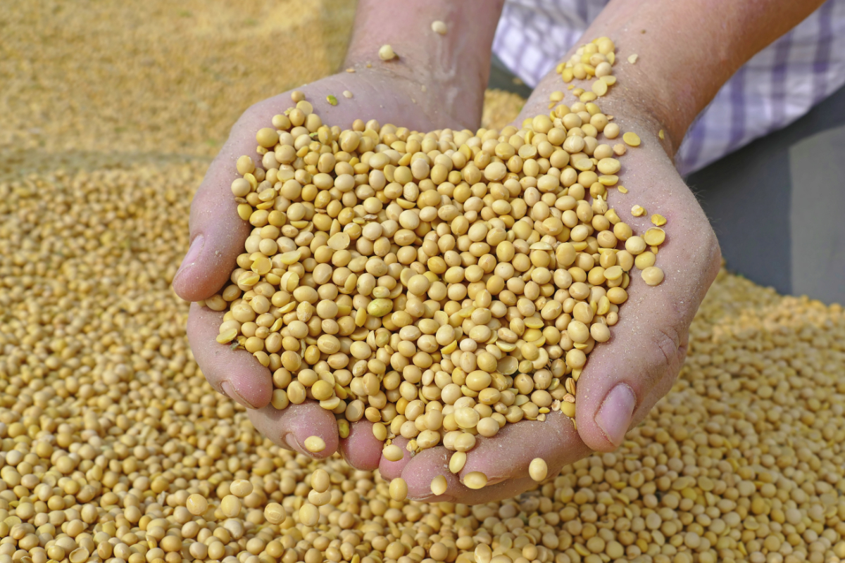 QUALITY SOYABEANS