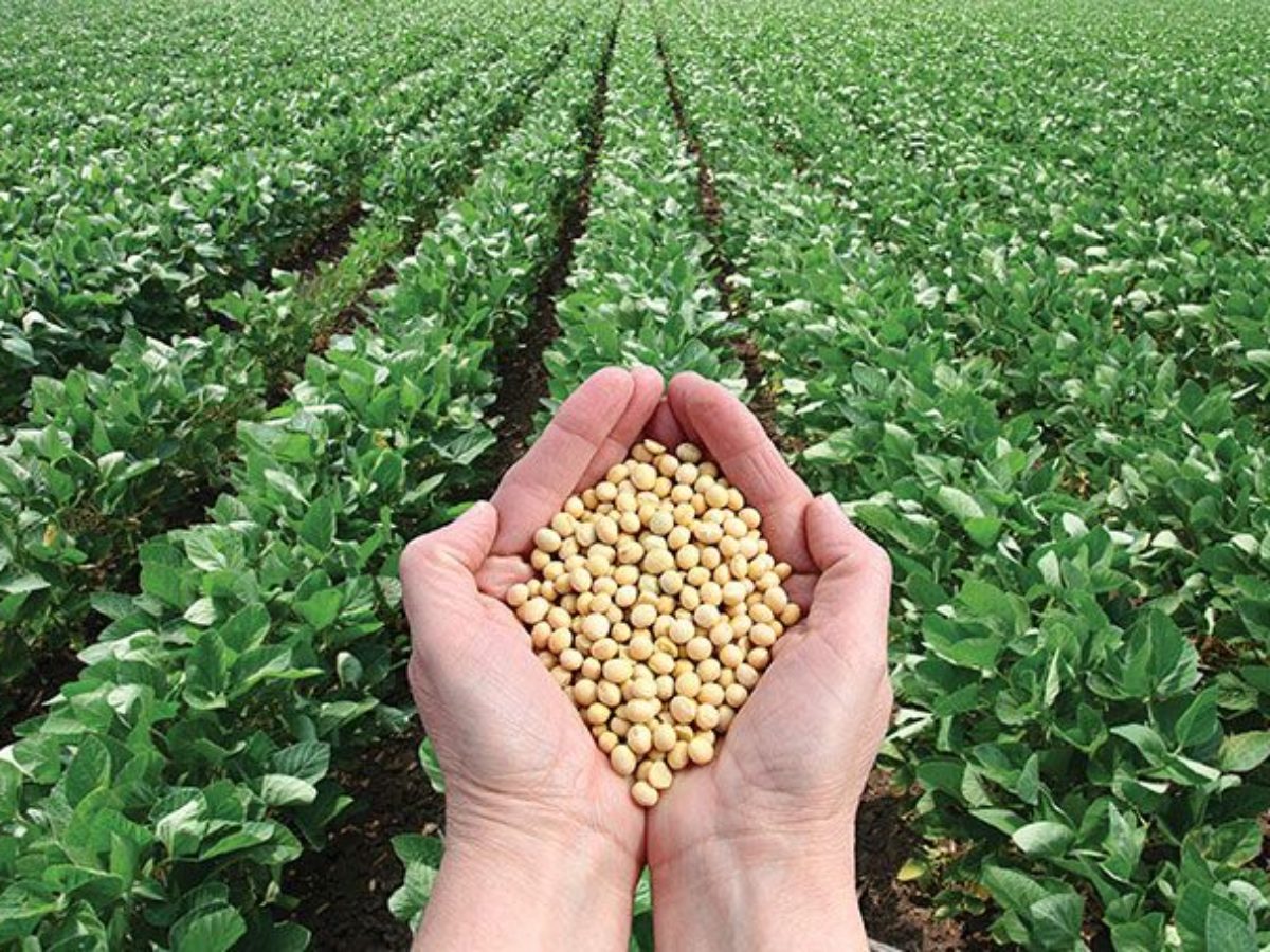 QUALITY SOYABEANS