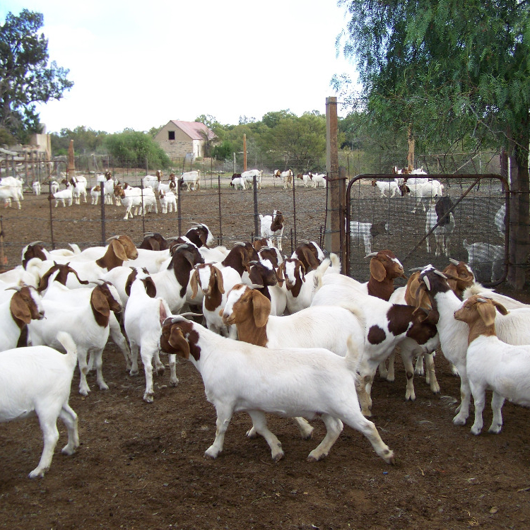 Full Blood Live Boer Goats / 100% Pureblood Mature boar goat,South ...