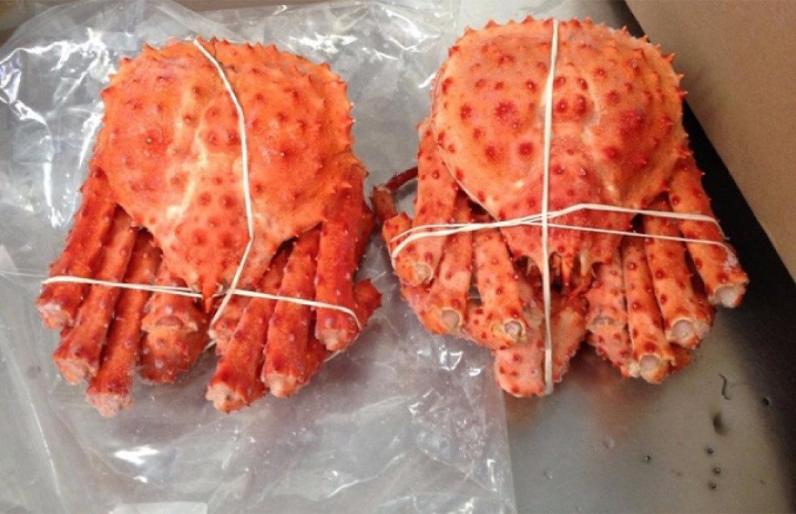 Red King Crab Legs With Clusters/Live Red King Crab/Live Mud Crab