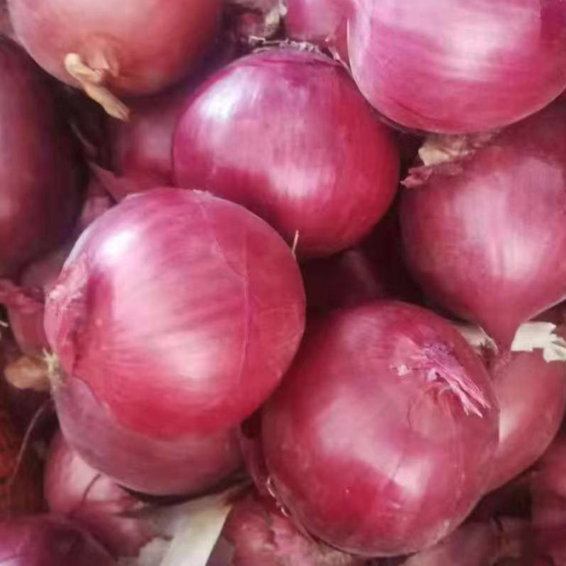 High quality fresh red/yellow onion