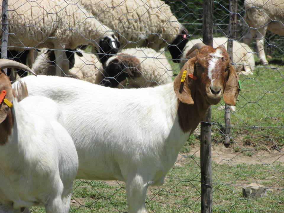 Full blood ABGA Boer goats and Sheep,South Africa price supplier - 21food