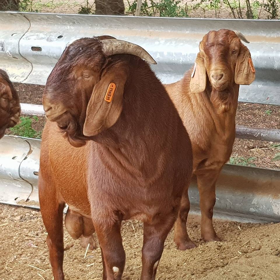 KALAHARI REDS/SOUTH AFRICAN REDS GOATS FOR SALE,South Africa price ...