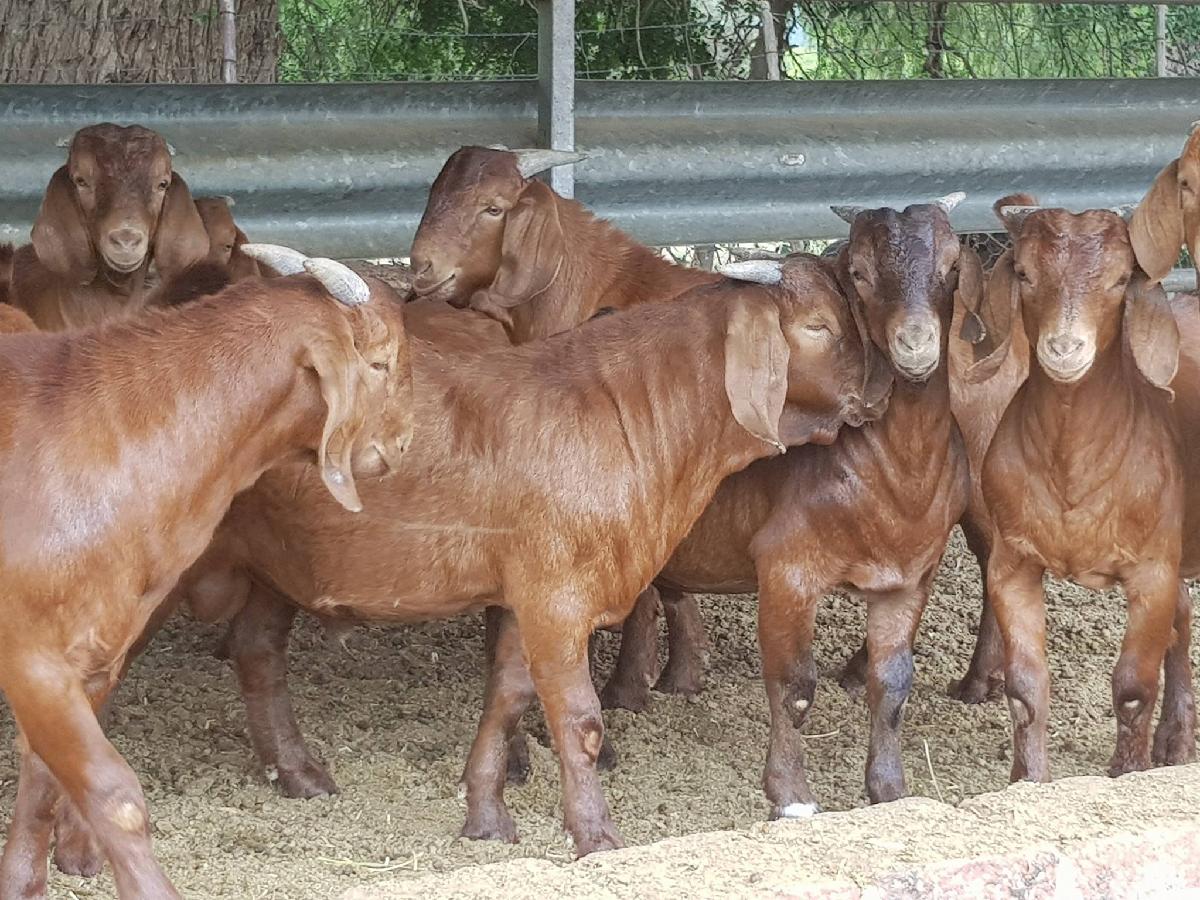 KALAHARI REDS/SOUTH AFRICAN REDS GOATS FOR SALE,South Africa price ...