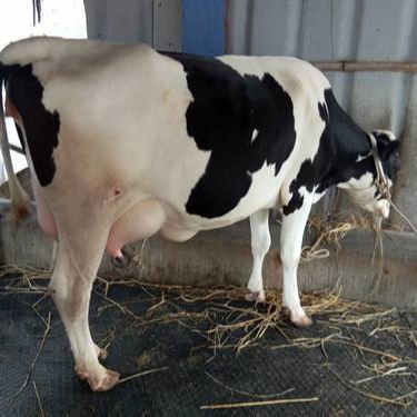 Pregnant Holstein Friesian Cows and Heifers For Sale,South Africa price ...