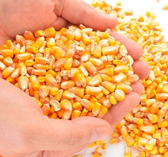 non-gmo-yellow-maize-corn-maize-corn-south-africa-price-supplier-21food