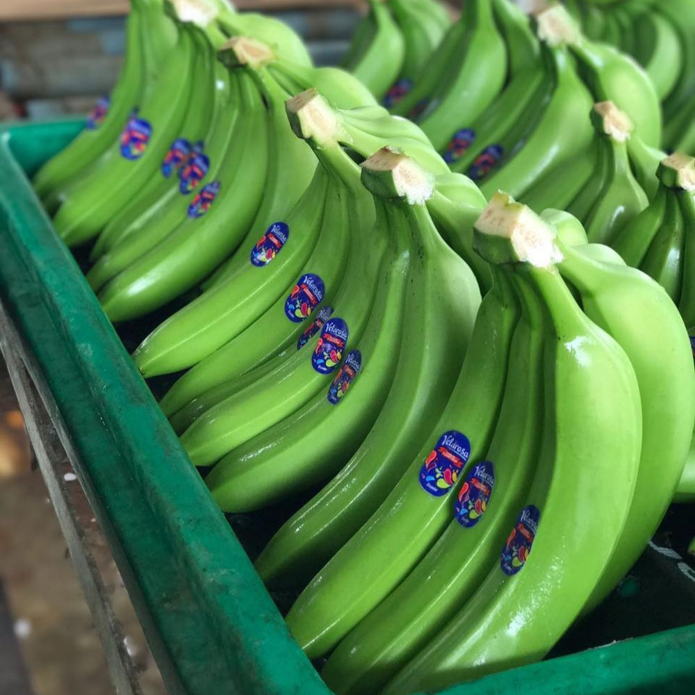 Fresh Bananas/Green Bananas/Cavendish Bananas,South Africa price ...