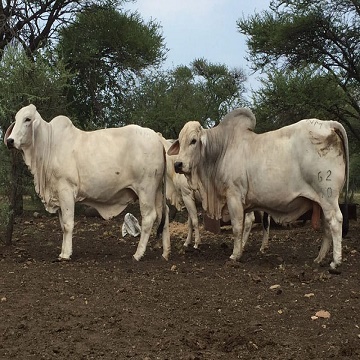 Livestock, Cattle - Bonsmara, Brahman and Nguni, Boer Goats, Lambs ...