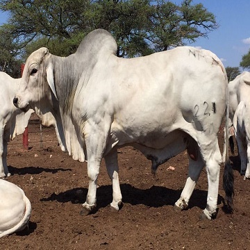 Livestock, Cattle - Bonsmara, Brahman and Nguni, Boer Goats, Lambs ...