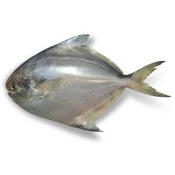 fish silver pomfret