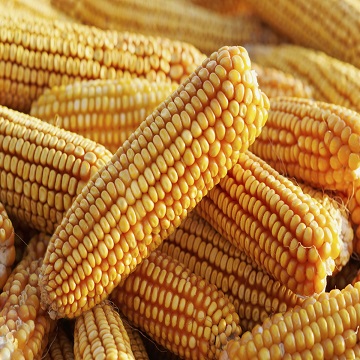 Yellow Corn /White Corn /Maize for Sale,Germany price supplier - 21food