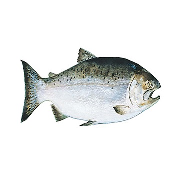 Affordable Fresh Frozen Salmon Fish for sale,Germany price supplier ...