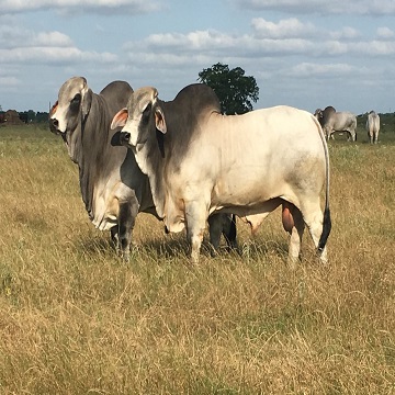 Livestock, Cattle - Bonsmara, Brahman and Nguni, Boer Goats, Lambs ...