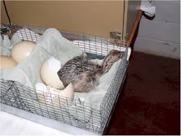 Fresh  Ostrich and   Duck hatching eggs