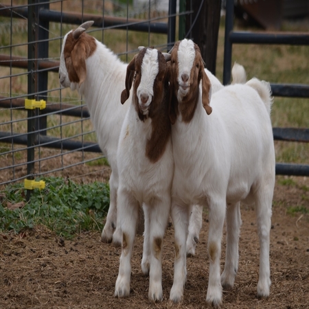 100% Full Blood Boer Goats,live Sheep, Cattle, Lambs For Sale,south 