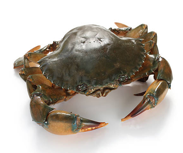 live-mud-crab-frozen-seafood-frozen-green-mud-crab-south-africa-price