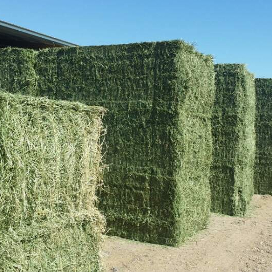 Cheap Alfafa Hay for Animal Feeding Stuff Alfalfa, hay/alfalfa hay ...