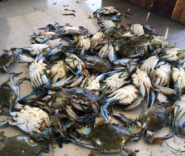 Live Mud Crab Soft Shell Mud Crab Frozen Crab,South Africa price ...