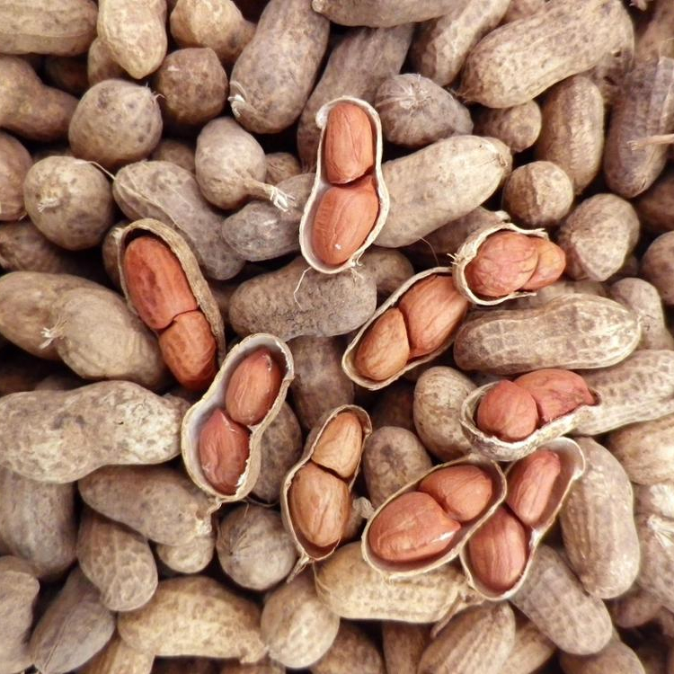 quality-raw-organic-ground-nuts-south-africa-price-supplier-21food