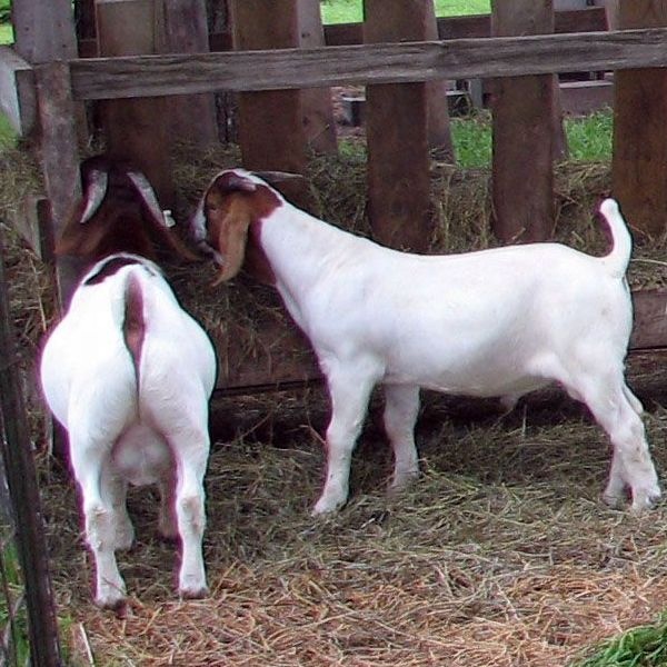 Live Pure Breed Boer Goat/100%Full Blood,South Africa price supplier ...