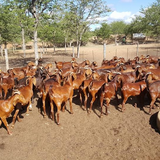 Live Kalahari Red Goats For Sale,South Africa price supplier - 21food