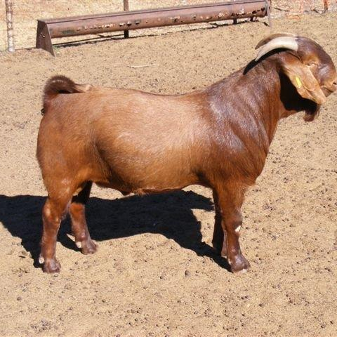 Kalahari Red Goats best prices,South Africa price supplier - 21food