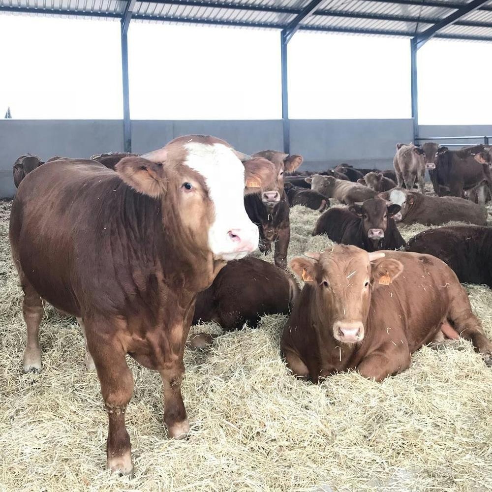 Simmental cattle, Limousine cattle, Charolais cattle for sale,South ...