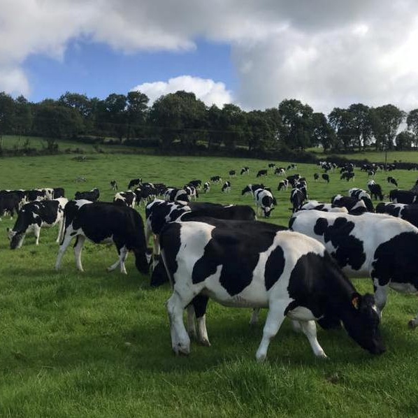 Live Dairy Cows Friesian Holstein Cow Available Products South Africa Live Dairy Cows Friesian Holstein Cow Available Supplier