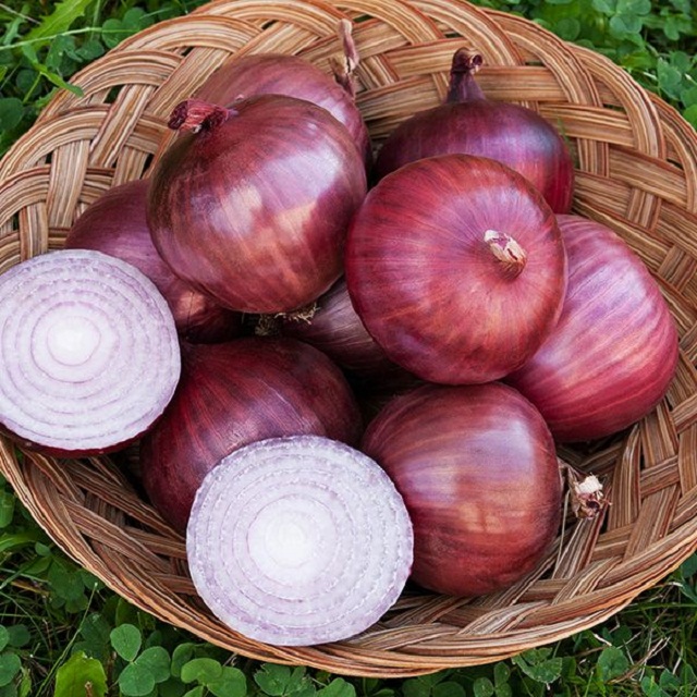 Fresh red onion for wholesale