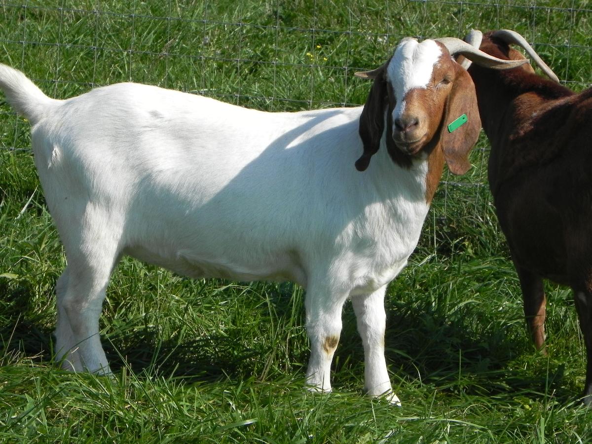 100% Pureblood Mature boar goat for sale,South Africa price supplier ...