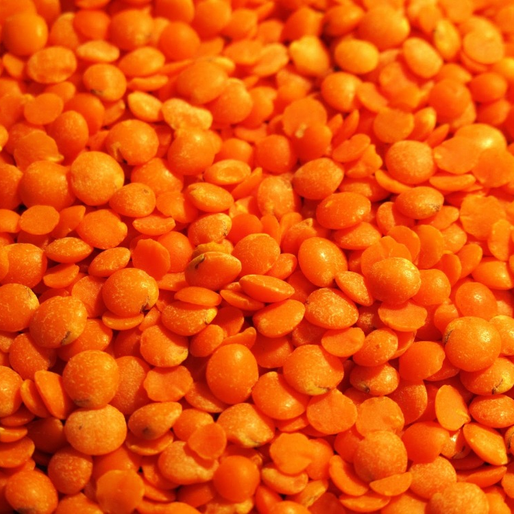 Red Lentils Price