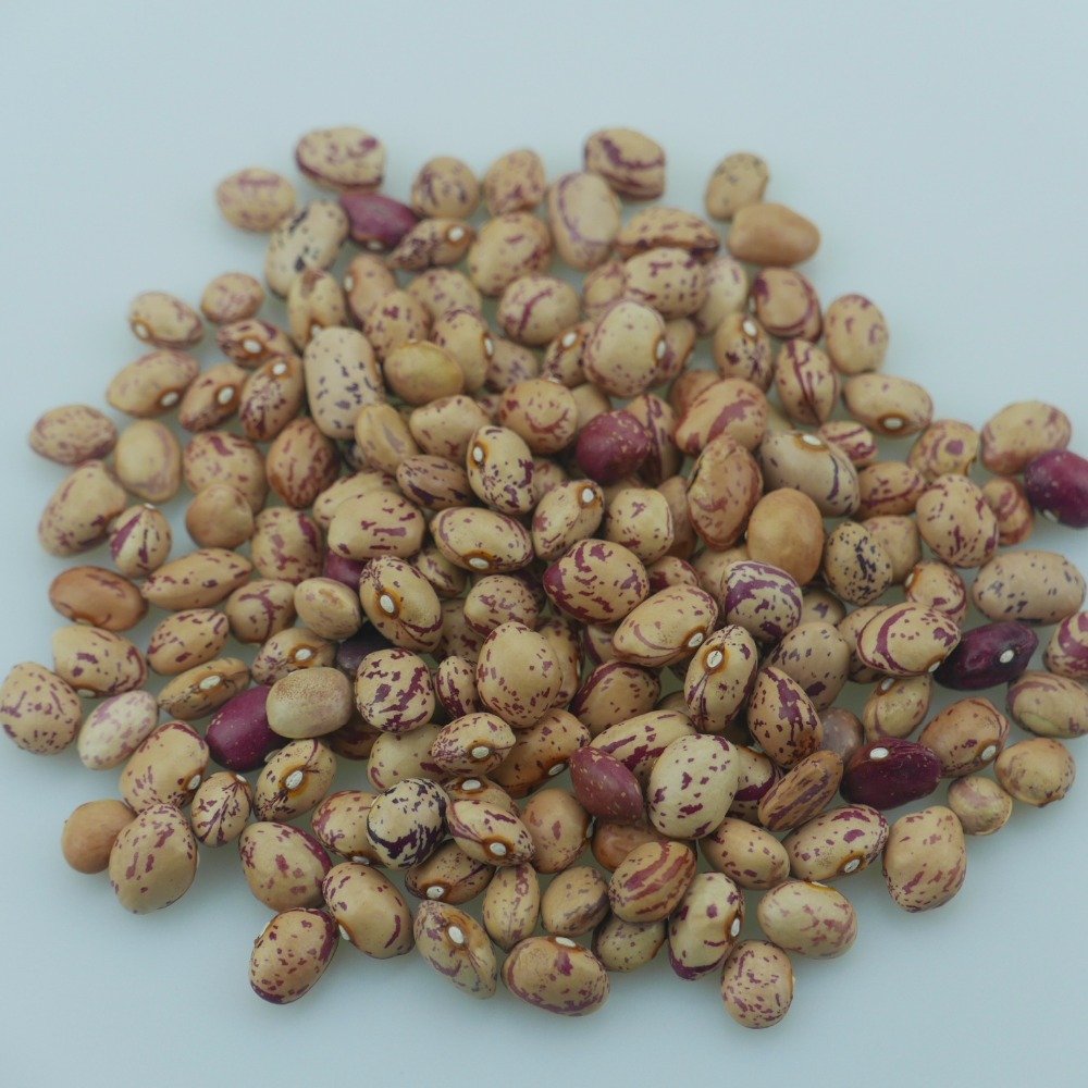 sugar-beans-in-south-africa-price-for-sugar-beans-light-speckled