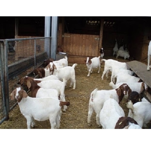 wholesale Pure bred boar goats for sale,South Africa price supplier