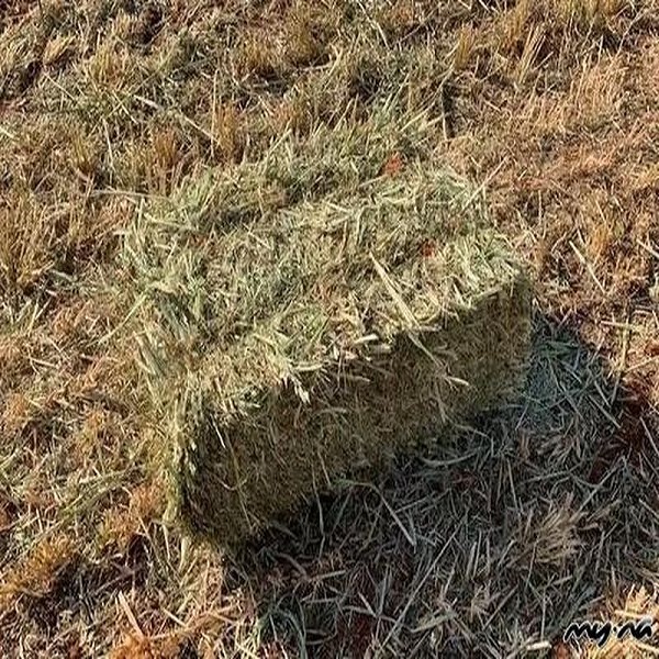 Organic Alfalfa Hay in Bales For Animal Feed,South Africa price ...