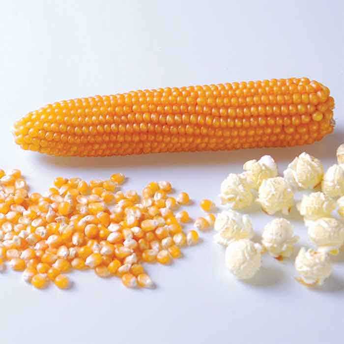 Corn me. Сорта кукурузы для попкорна. Кукуруза сорт Машрум. Семена кукуруза попкорн. Кукуруза Машрум для попкорна.