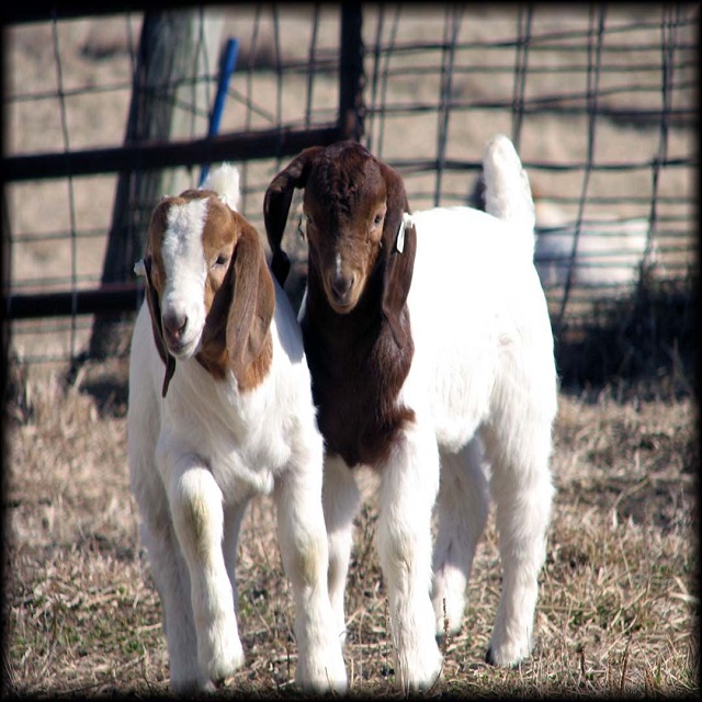 boer goat,South Africa price supplier - 21food