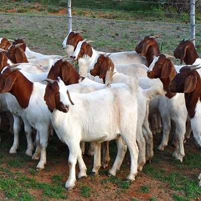 Live Boer Goats For Sale,south Africa Price Supplier - 21food